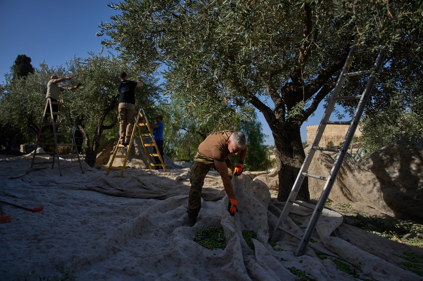 On Mount of Olives where Jesus prayed, monks and nuns keep harvesting olives | iNFOnews.ca On Mount of Olives where Jesus prayed, monks and nuns keep harvesting olives | iNFOnews.ca