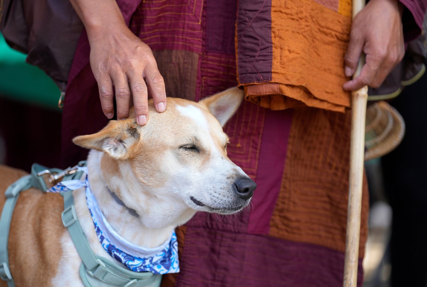 Buddhist monks resume 2,300-mile walk for peace after accident near Houston | iNFOnews.ca