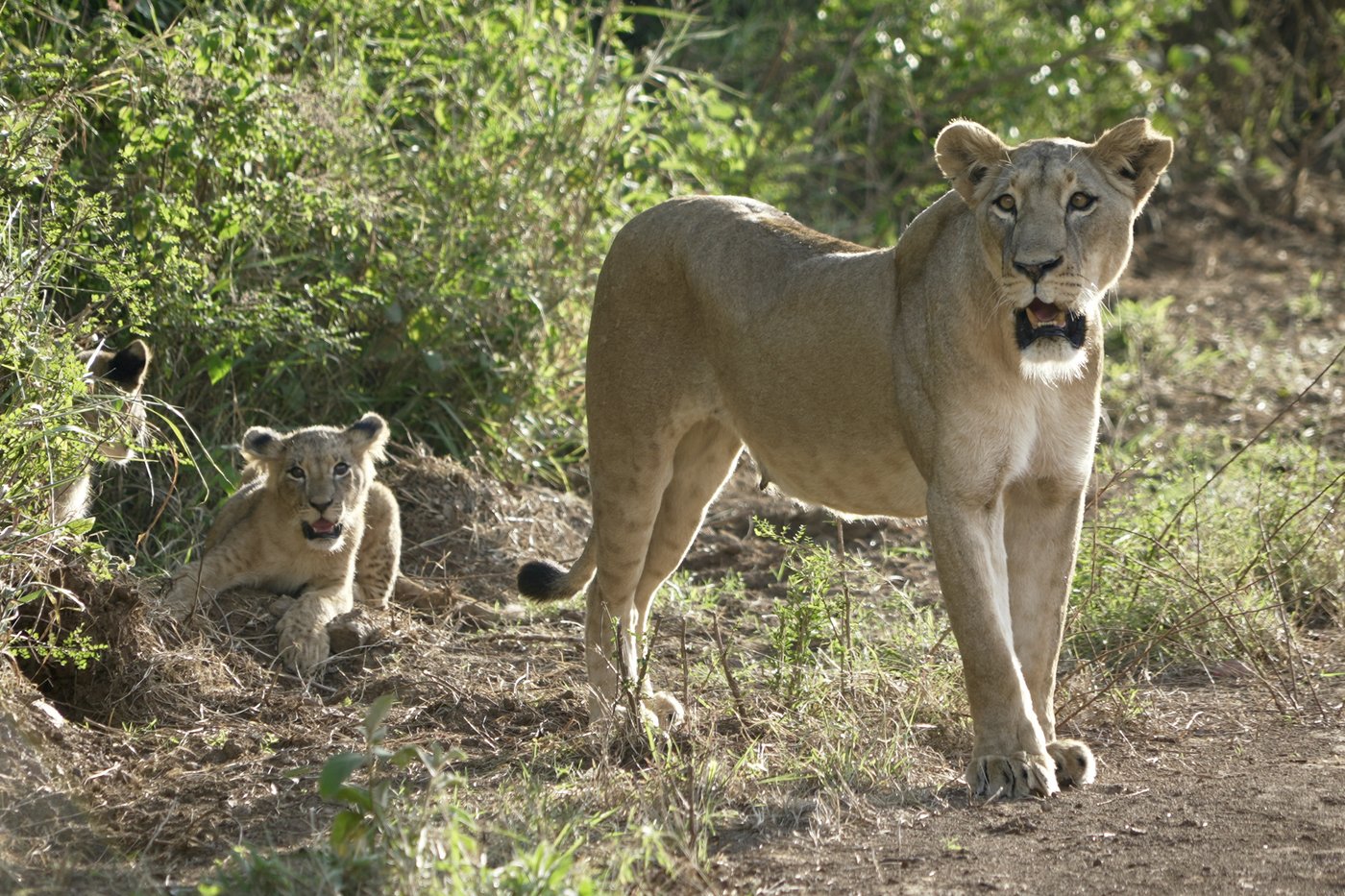 He lives alongside lions in Nairobi. The human-wildlife collision is dazzling - and dangerous | iNFOnews.ca