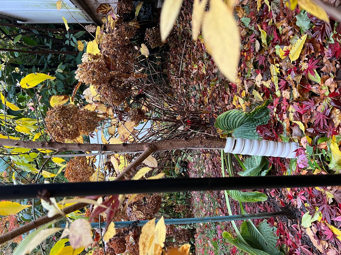 Doing these fall garden chores will make your spring easier | iNFOnews.ca