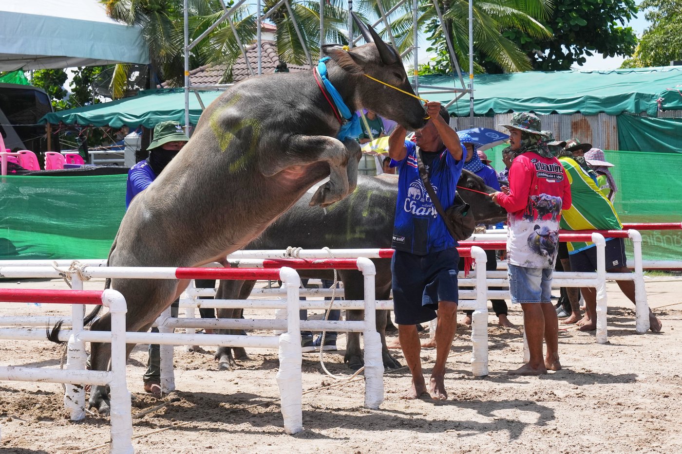 Photos show a water buffalo festival in Thailand at the start of harvest season | iNFOnews.ca