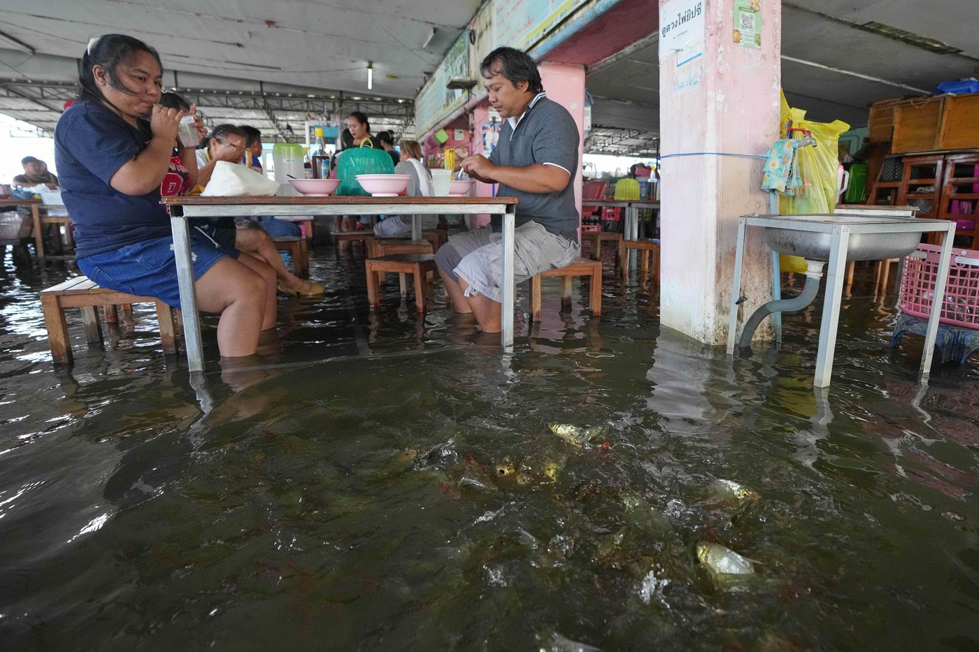 A flooded restaurant in Thailand brings delight with swimming fish among diners | iNFOnews.ca A flooded restaurant in Thailand brings delight with swimming fish among diners | iNFOnews.ca