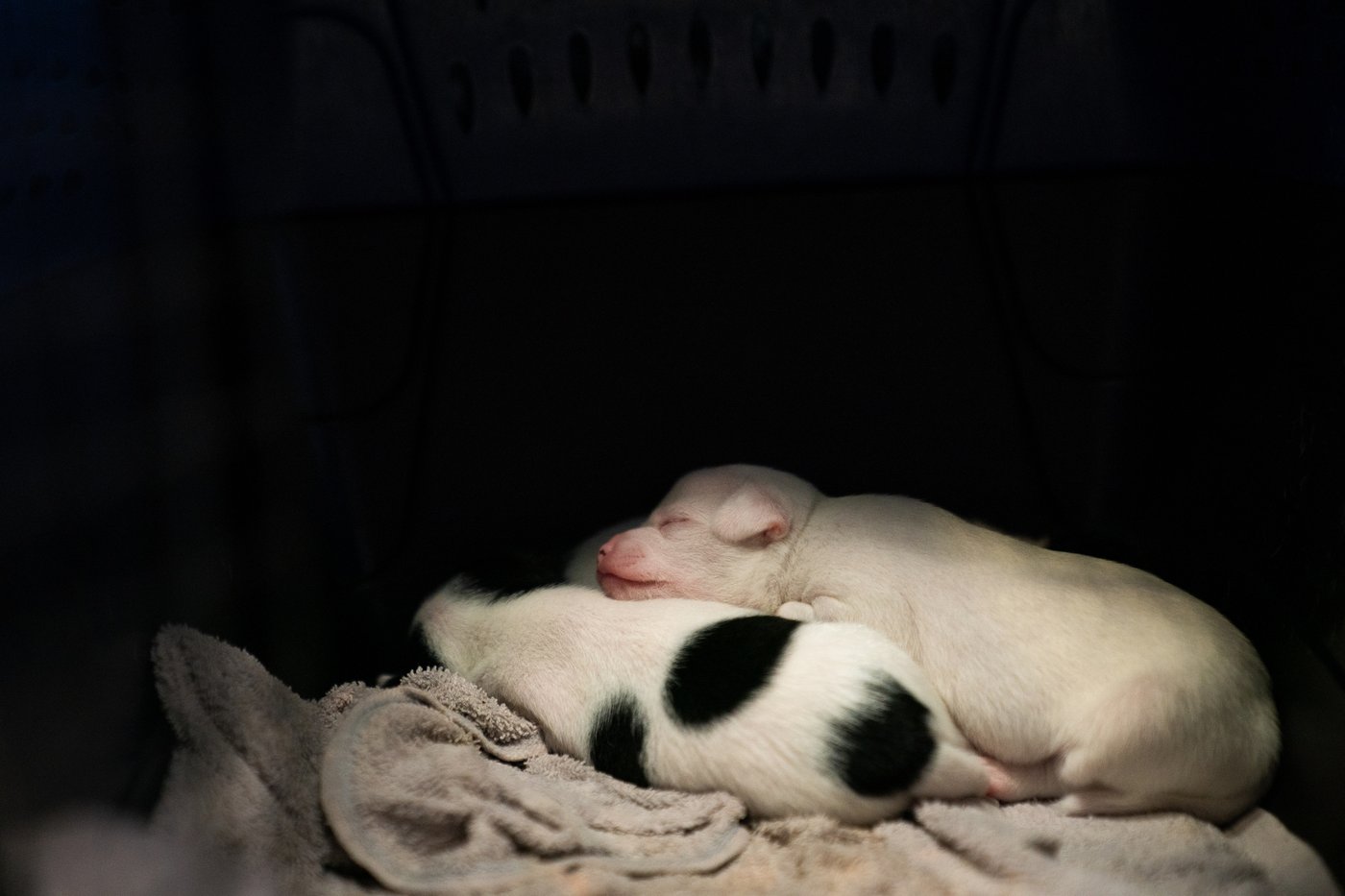Shelter pets rescued by the revitalized Seuk’s Army in photos | iNFOnews.ca