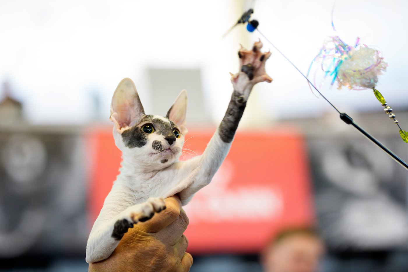 Photos from the world's largest cat show, as 1,000 felines and their fans gather in Romania | iNFOnews.ca