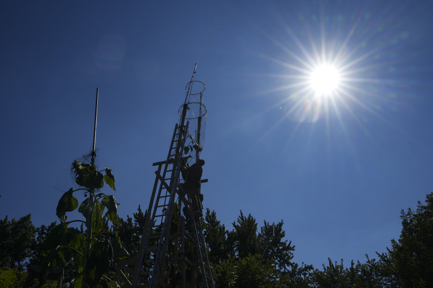 The world's tallest sunflower blooms in an Indiana backyard as a tribute to Ukraine | iNFOnews.ca