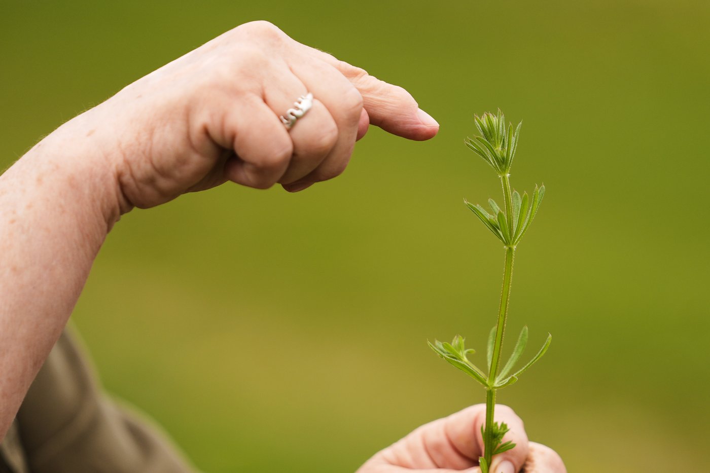 What to know before you try foraging for edible plants and mushrooms in backyards or public spaces | iNFOnews.ca