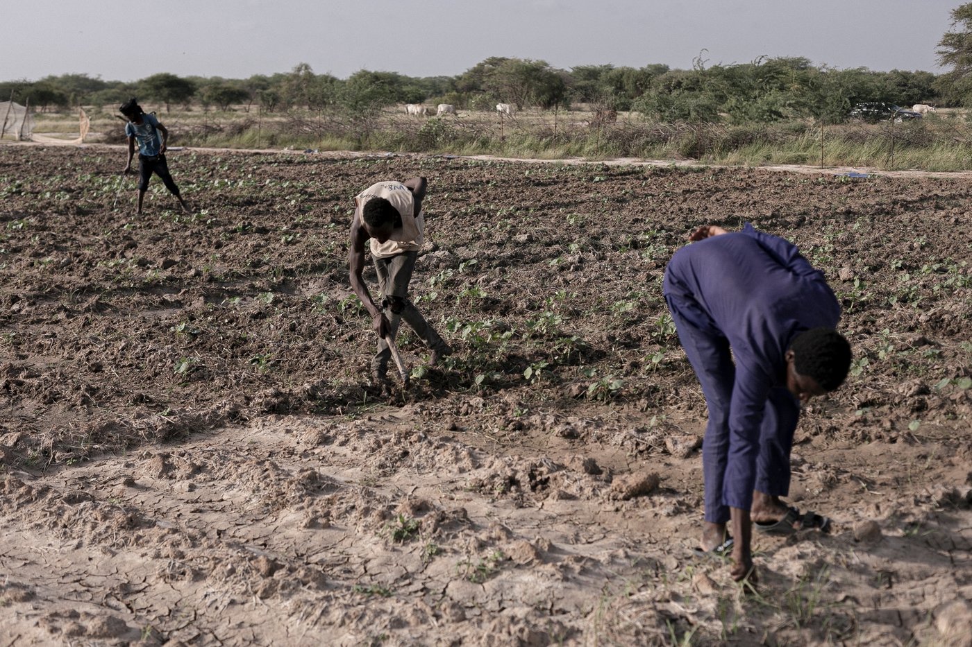 In Senegal, climate change is adding to historic tension between farmers and herders | iNFOnews.ca